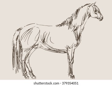 horse vector, hand drawn sketch 