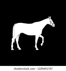 Horse vector illustration.