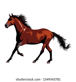 Horse vector illustration. Brown horse