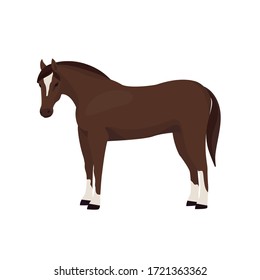 Horse vector illustration isolated on white background. Farm animal.