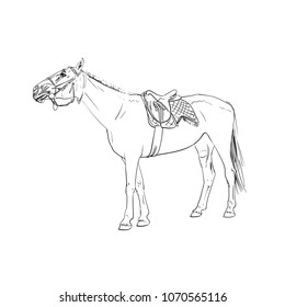 horse vector line drawing with ink