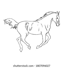 Horse vector in monochrome colour icon illustration design