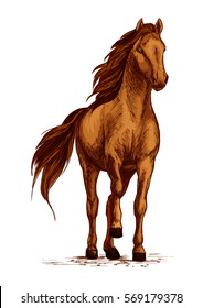 Horse vector sketch. Arabian mustang standing on ground and stomping or stamping with hoof. Brown wild or farm stallion for equestrian racing sport, horse riding races club, equine exhibition