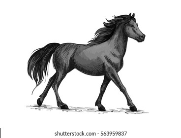 Horse vector sketch. Running or walking wild black raven mustang stallion symbol for equestrian horserace club, equine animal riding sport exhibition or contest