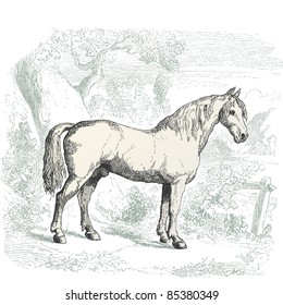 Caballo - ilustración vintage - "Histoire naturelle" de Buffon y Lacépède publicado en 1881 Francia