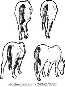 Horse walking sketches from the back. Vector black and white drawings. Animals ink illustrations group. Mammal herbivore species. 