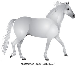 Horse, white horse walk gait realistic vector illustration