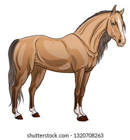 The horse is worth it. Horseback Riding. Pedigree stallion. Vector illustration.