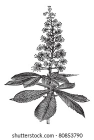 Horse-chestnut or Aesculus hippocastanum or Conker tree or Buckeye, vintage engraving. Old engraved illustration of Horse-chestnut isolated on a white background. Trousset encyclopedia (1886 - 1891).