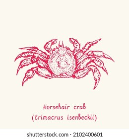 Horsehair crab (Erimacrus isenbeckii) top view. Ink black and white doodle drawing in woodcut style with inscription.