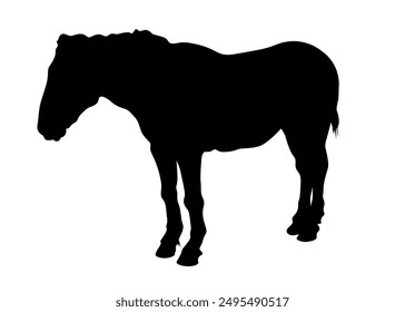 Horseman rides a horse on a white background
