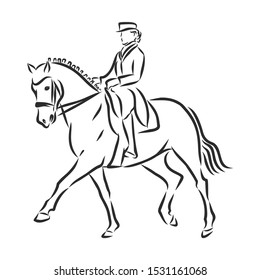 Horsemanship, jumping horse, dressing horse sketch, contour vector illustration 