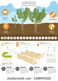 Horseradish beneficial features graphic template. Gardening, farming infographic, how it grows. Flat style design. Vector illustration