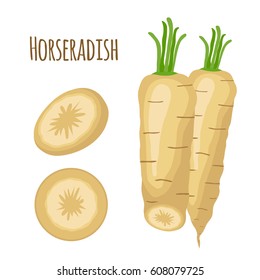 Horseradish in cartoon flat style. Fresh natural vegetable, healthy food. Organic nutrition.