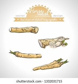 Horseradish Collection of fresh vegetables with leaf. Vector illustration. Isolated	