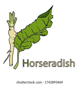 Material didáctico para el estudio de las verduras. Una palabra para la letra H. Esbozo de dibujo de una raíz de planta. Dibujo de vectores a mano alzada, contorno negro. Aislado sobre un fondo blanco