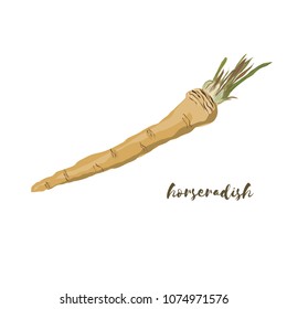 Horseradish. Flat design. Vector illustration. 