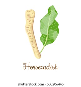 Horseradish with with green leaf. Vector illustration. Isolated. For food design, cosmetics, restaurant, store, market, natural health care products. Can be used as logo, price tag, label