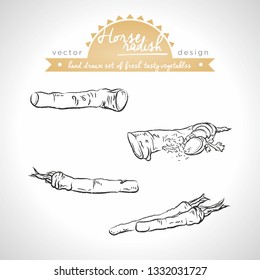 Horseradish. Hand drawn collection of vector sketch detailed fresh vegetables. Isolated	