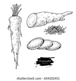 Horseradish hand drawn vector illustration. Isolated Vegetable engraved style object. Detailed vegetarian food drawing. Farm market product. Great for menu, label, icon