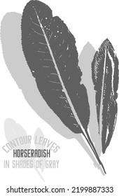 Horseradish plant vector silhouette. A set of decorative Horseradish plant leaves silhouette for further color application. Line art of Armoracia rusticana leaves in shades of gray.