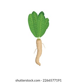 Horseradish. Raíz de caballo con cimas verdes. Raíces frescas con un montón de perejil. Pasternak. Ingredientes de cocina. Ingredientes de hierbas. Vector de raíz de rábano silvestre aislado en el fondo blanco