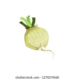 Horseradish root illustration. Vegetable, ground, growth, food. Farming concept. Vector illustration can be used for topics like garden, kitchen, cooking