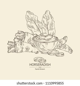 Horseradish: horseradish root, leaves and a piece of horseradish root. Vector hand drawn illustration.