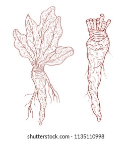 Horseradish. Sketch. Root, leaves. Monochrome.