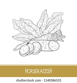 Horseradish. Sketch. Root, leaves, slice. Monochrome. 