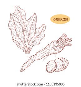 Horseradish. Sketch.Root, leaves, slice. Monochrome. Set.