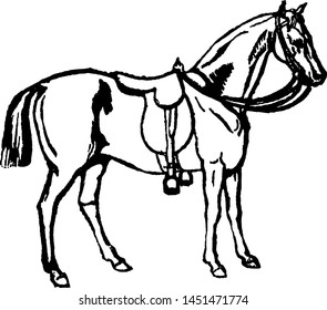 Horse-riding vintage engraved illustration drawing. 