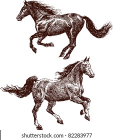 horses