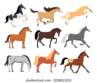 Horses of different breeds flat vector illustrations set. Wild or domestic American, Arabian, thoroughbred horses for farm or racing isolated on white background. Animals, nature, sports concept