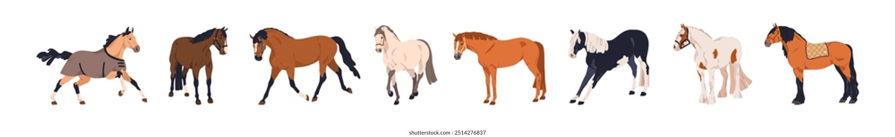 Horses of different breeds set. Thoroughbreds standing, trotting in various poses. Domestic, wild, farm, draft equine animals, steeds, stallions. Flat vector illustration isolated on white background