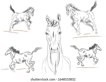 Caballos dibujados con material suave sobre fondo blanco