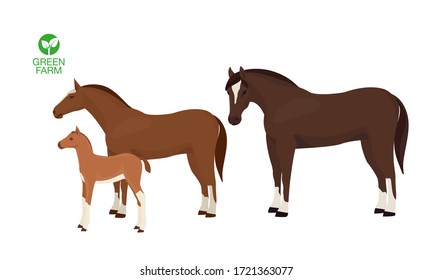 Caballos con ilustración del vector de popa aislados en fondo blanco. Animales de granja.