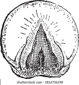 Horses foot fork, From the Dictionary of Word and Things, 1888.