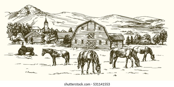 Horses grazing on meadow. Hand drawn illustration.