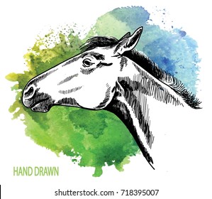 Horse's head. Drawing by hand in vintage style. A young horse with a beautiful mane.