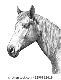 La cabeza del caballo se dibuja a mano con líneas y trazos. Ilustración del vector, EPS 10. Hermoso animal con una larga melena de fondo blanco. Imagen monocroma, boceto en blanco y negro.