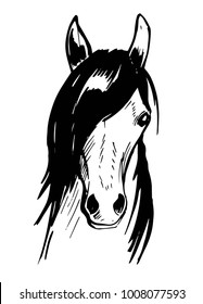 Horse's head. Hand drawn illustration converted to vector