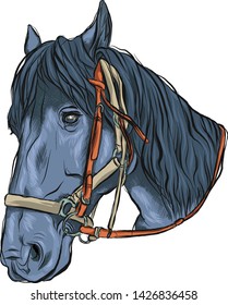 Horse's head. Horseback riding. Black horse Portrait of an animal. Dark color. Vector. Isolated on white background. 
