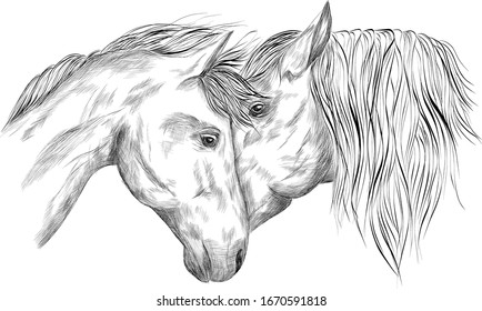 horses portrait in love black and white sketch coloring animals vector illustration