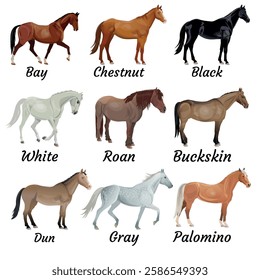 Horses set with various hair colors, infographic. Typical equine coat colors, bay, chestnut, black, white, roan, buckskin, dun, gray, palomino, Vector illustration isolated on white background