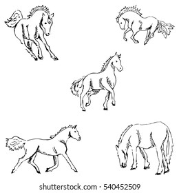 Horses. A sketch by hand. Pencil drawing