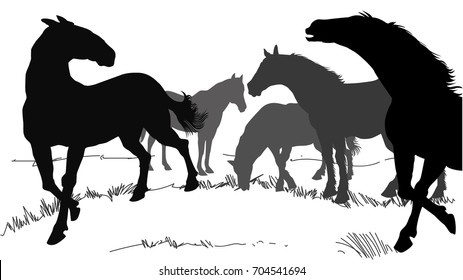 Horses standing silhouette