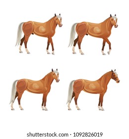 Horses in various poses. Collection of vector illustrations isolated on white background