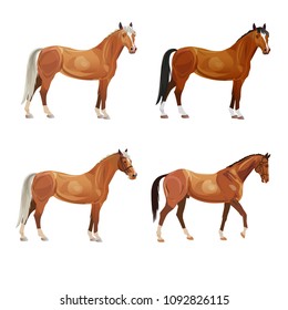 Horses in various poses. Collection of vector illustrations isolated on white background