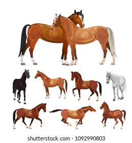 Horses in various poses. Collection of vector illustrations isolated on white background